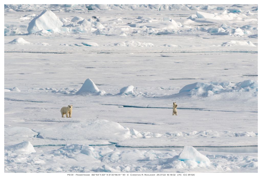 winkendes Eisbärenjunges in der Arktis, Foto: Christian Rohleder, Illustration: Simone Lindemann / Universität Leipzig